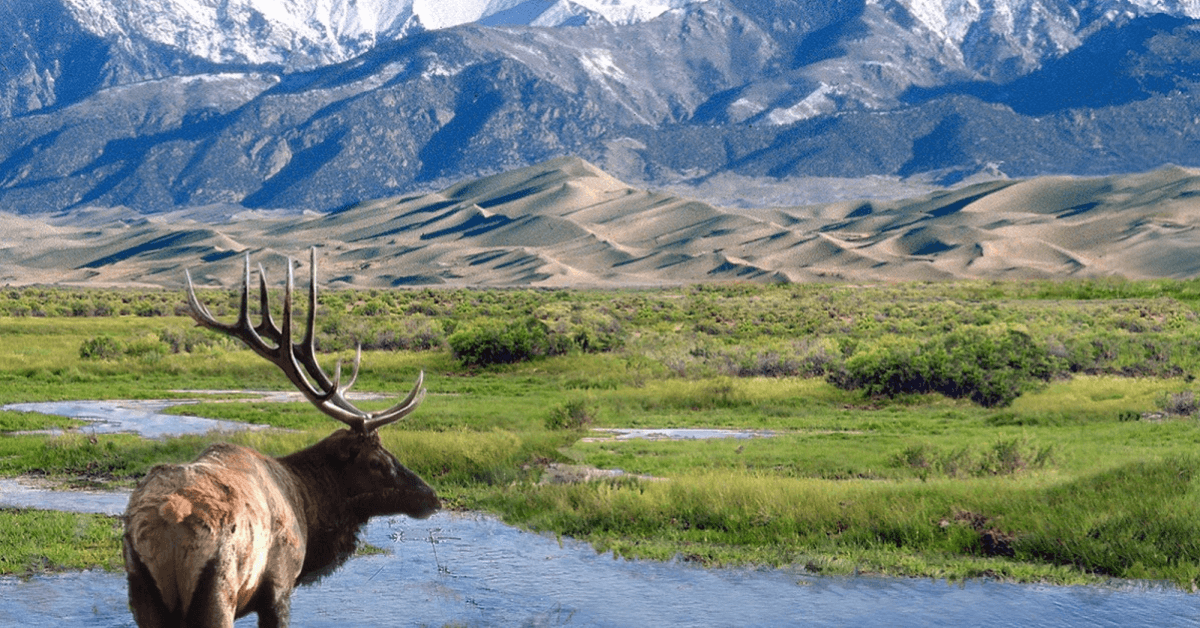 Featured Image for Navigating the Western Tag System: Five Ways to Get the Hunt of a Lifetime